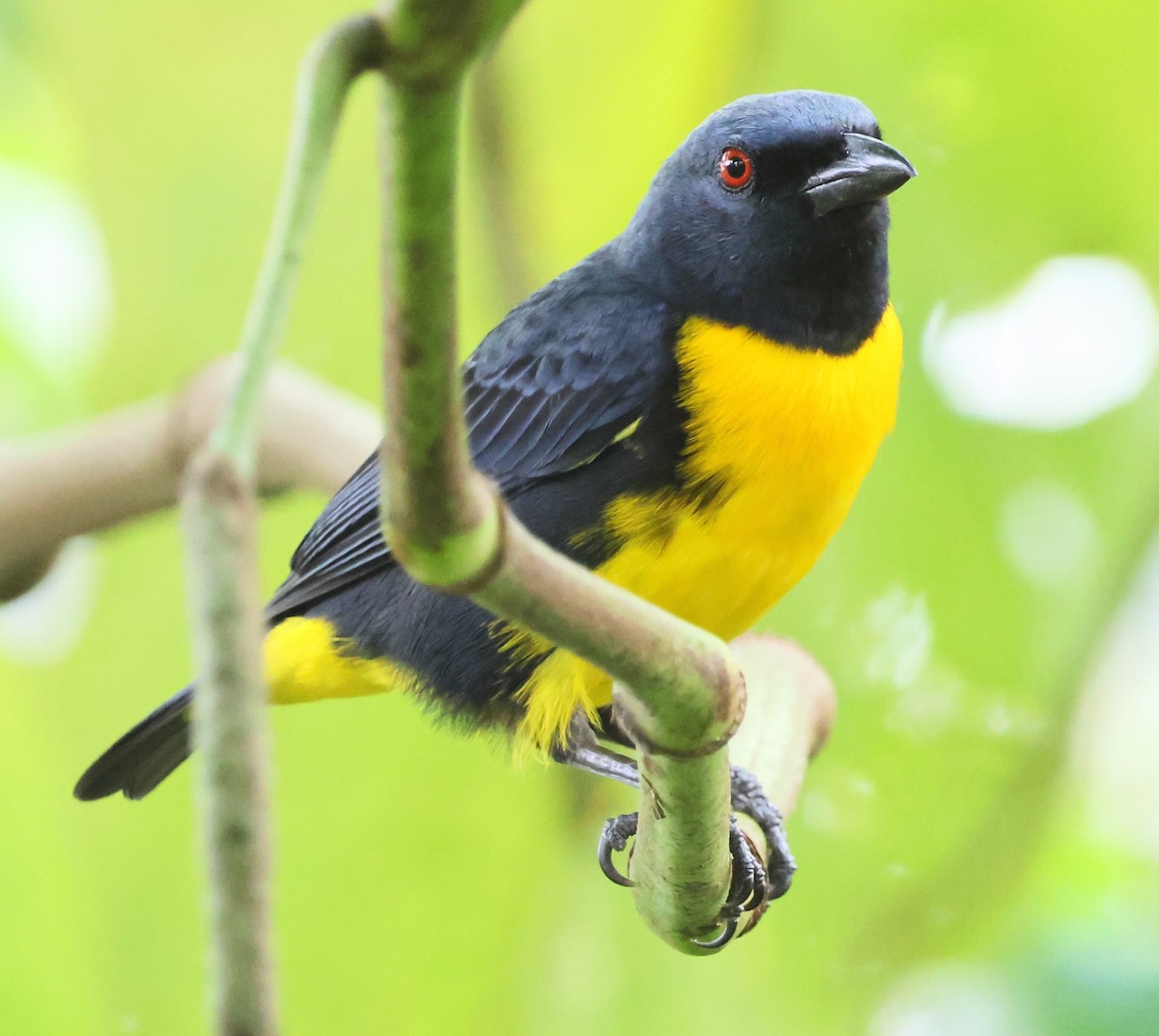 Blue-and-gold Tanager - ML618382014