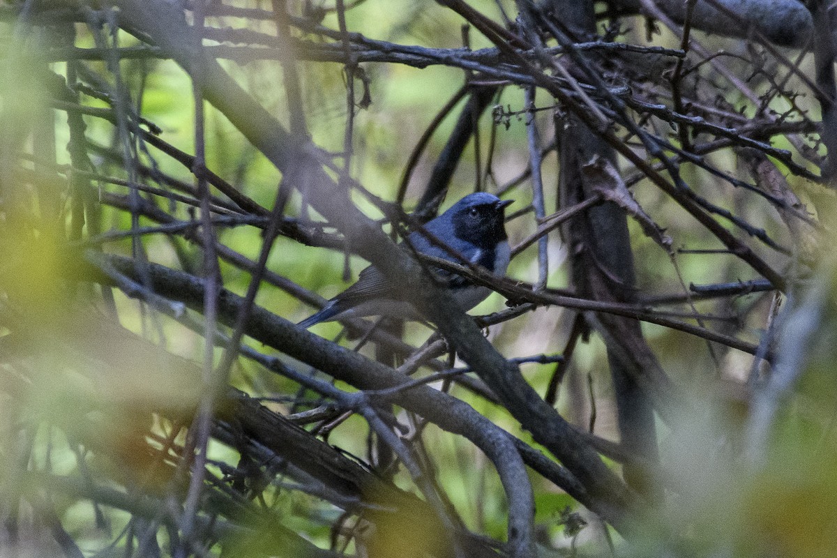 Black-throated Blue Warbler - ML618382119