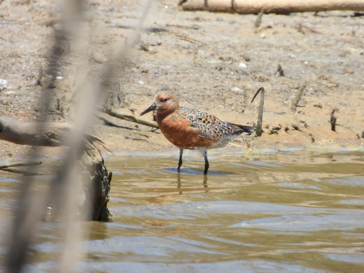 Red Knot - ML618382128