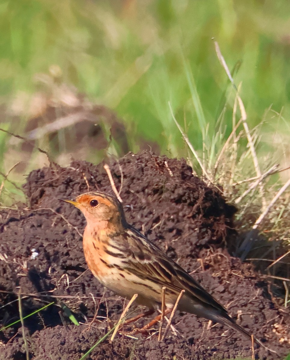 Red-throated Pipit - ML618382132