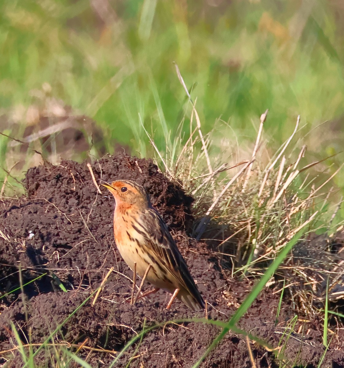 Red-throated Pipit - ML618382145