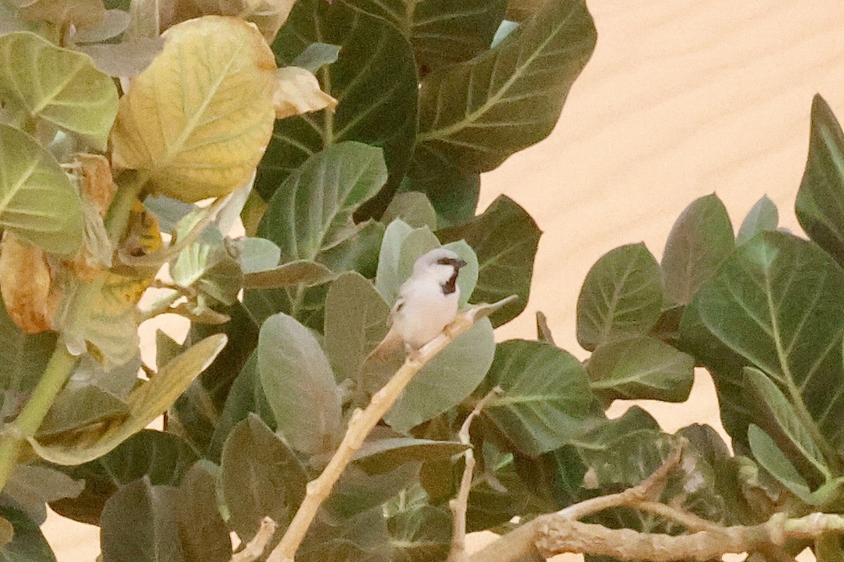 Desert Sparrow - ML618382146