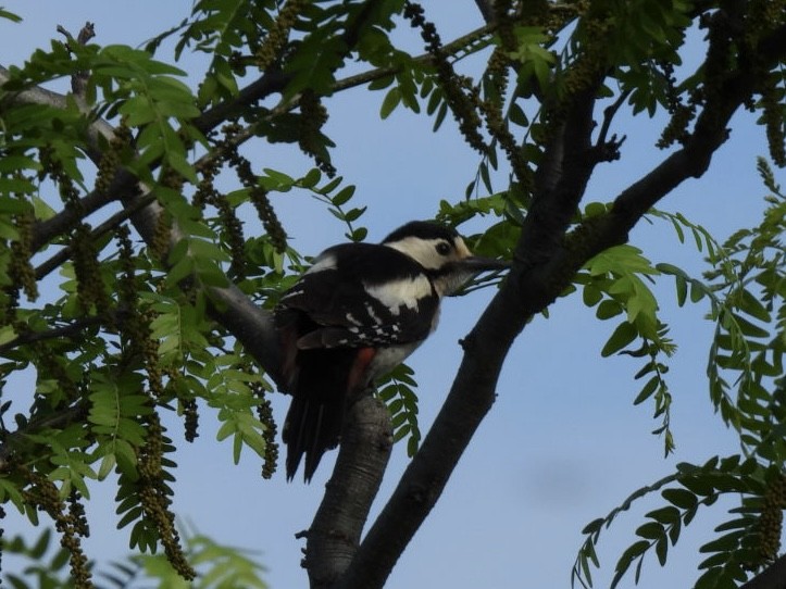 Syrian Woodpecker - ML618382147