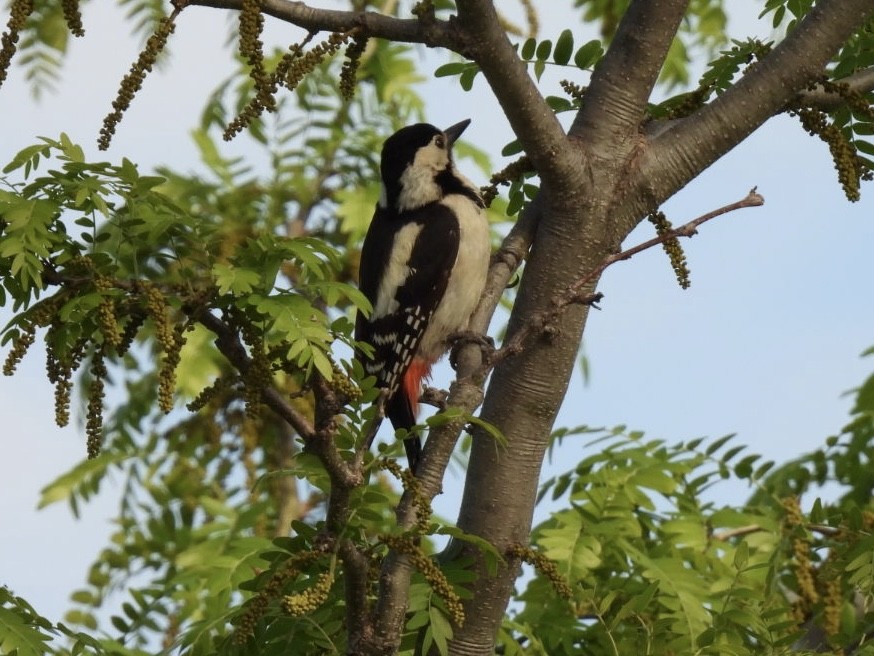 Syrian Woodpecker - ML618382148