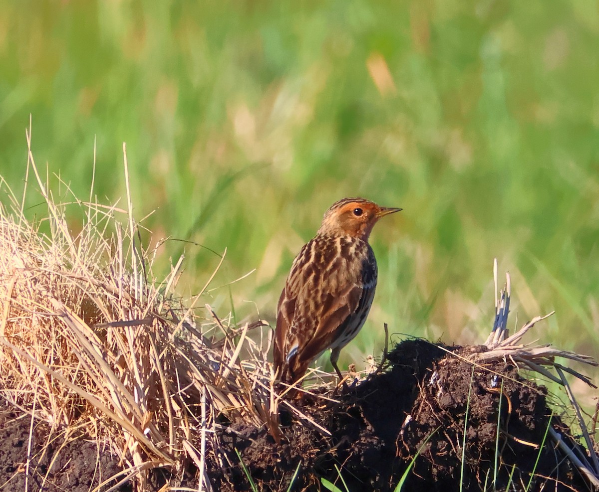 Red-throated Pipit - ML618382151