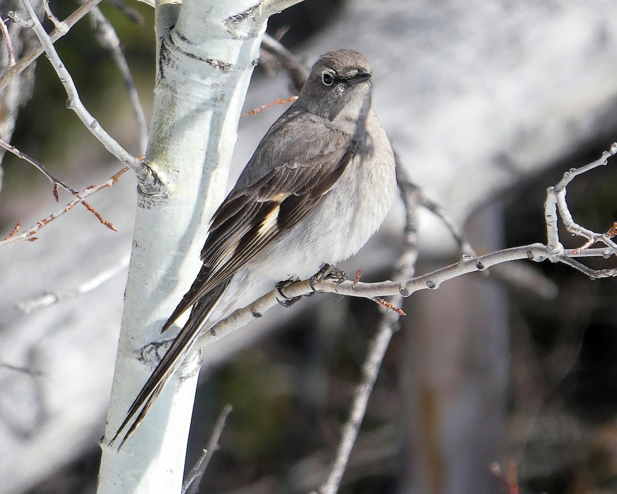 Townsend's Solitaire - ML618382153