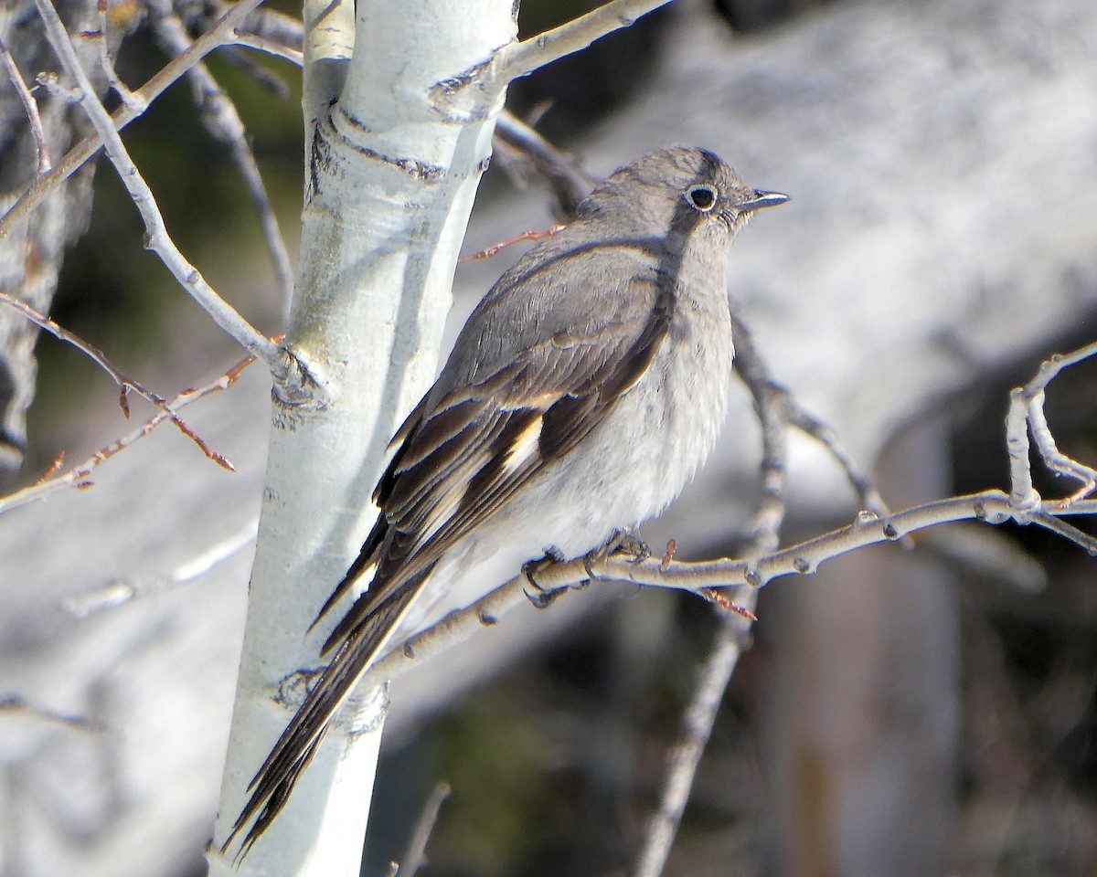 Townsend's Solitaire - ML618382154