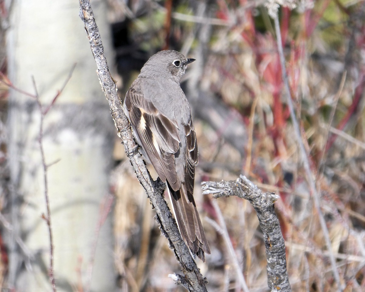 Townsend's Solitaire - ML618382155