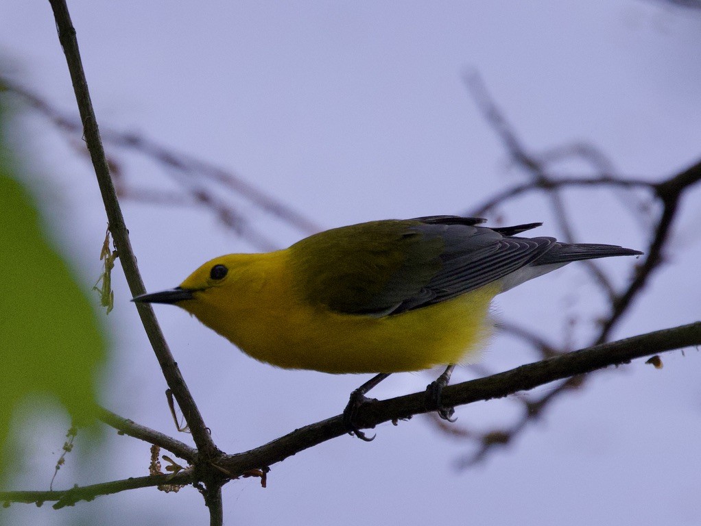 Prothonotary Warbler - ML618382159