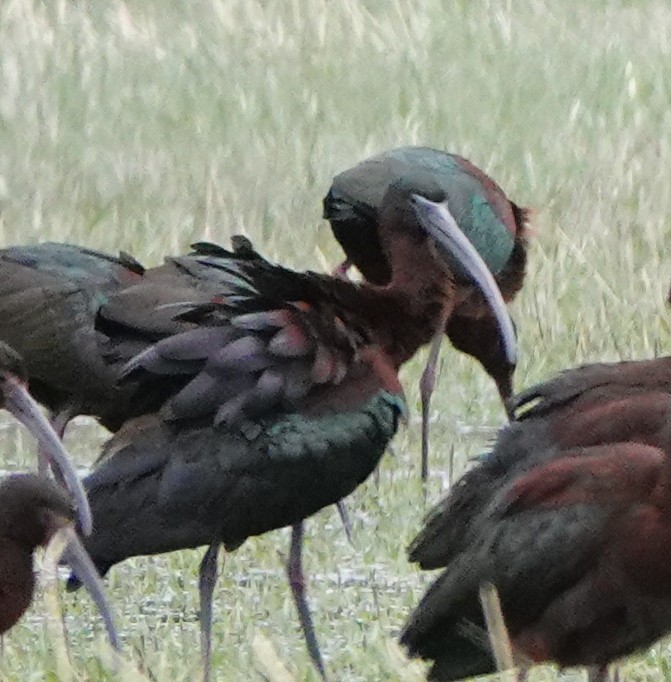 ibis hnědý - ML618382168