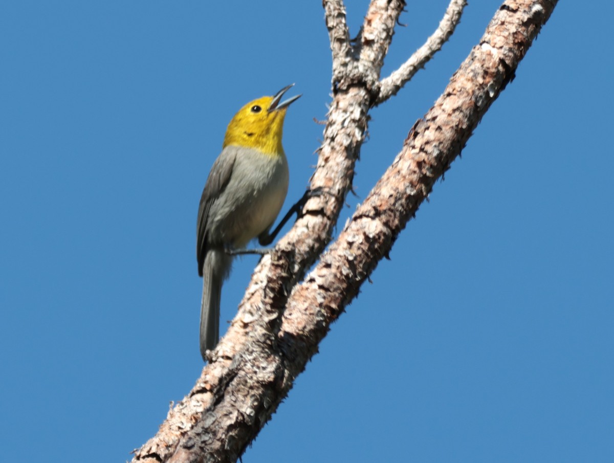 Yellow-headed Warbler - ML618382202