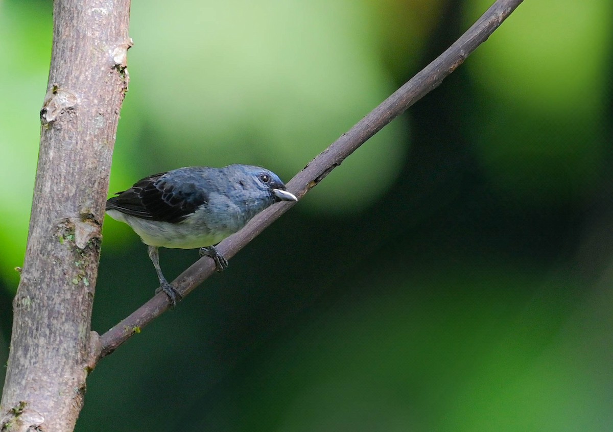 Plain-colored Tanager - ML618382204