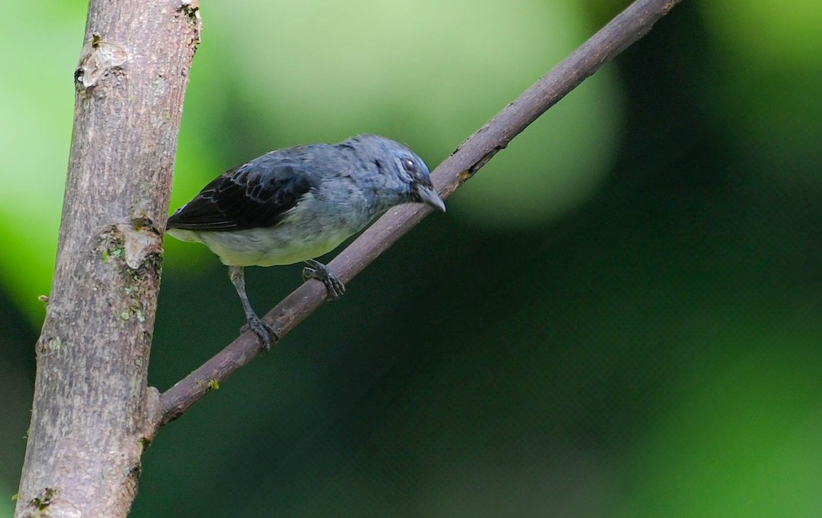 Plain-colored Tanager - ML618382205