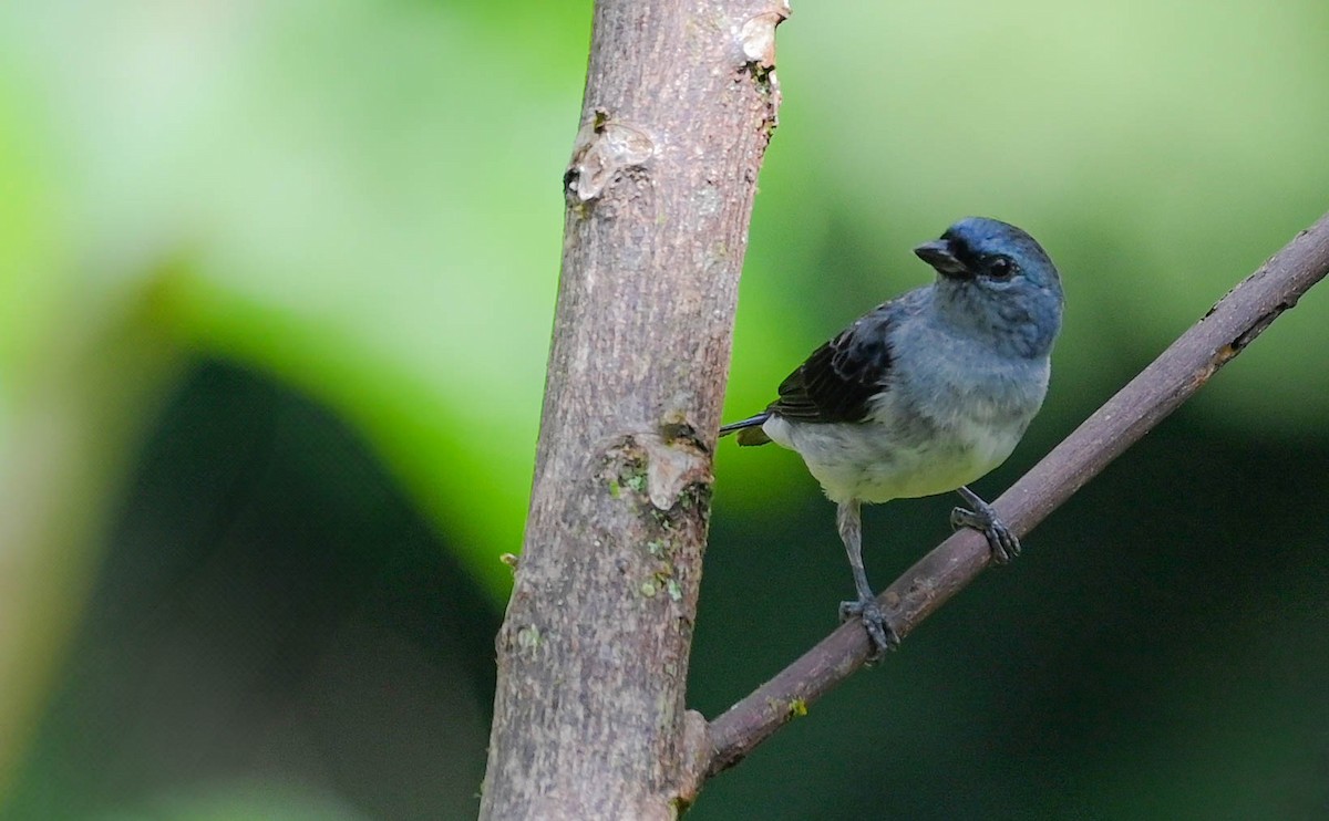 Plain-colored Tanager - ML618382206