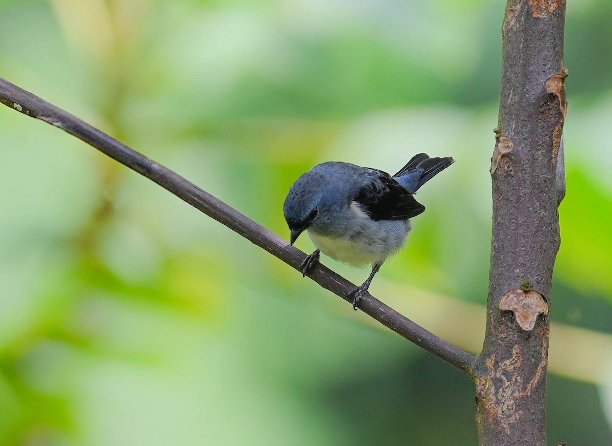 Plain-colored Tanager - ML618382207