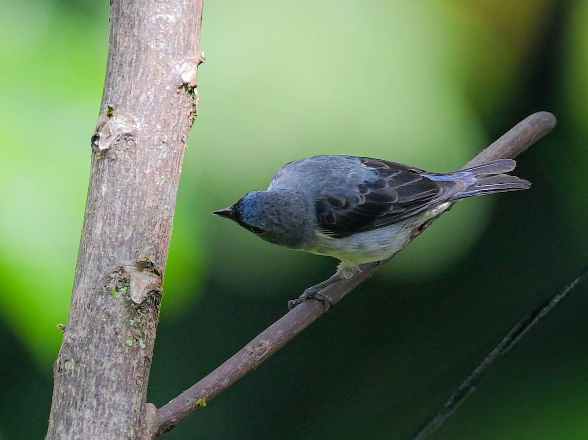Plain-colored Tanager - ML618382208