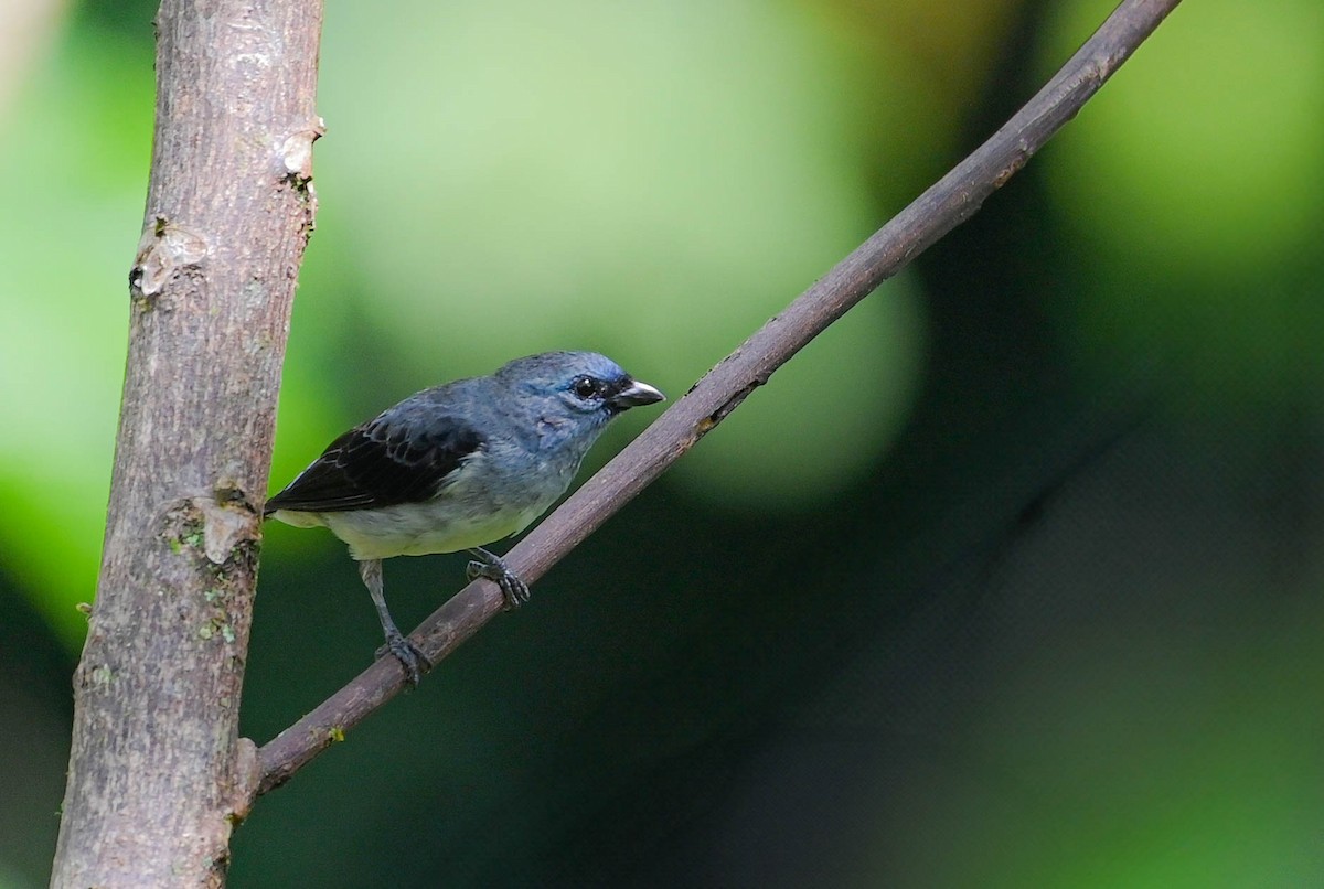 Plain-colored Tanager - ML618382209