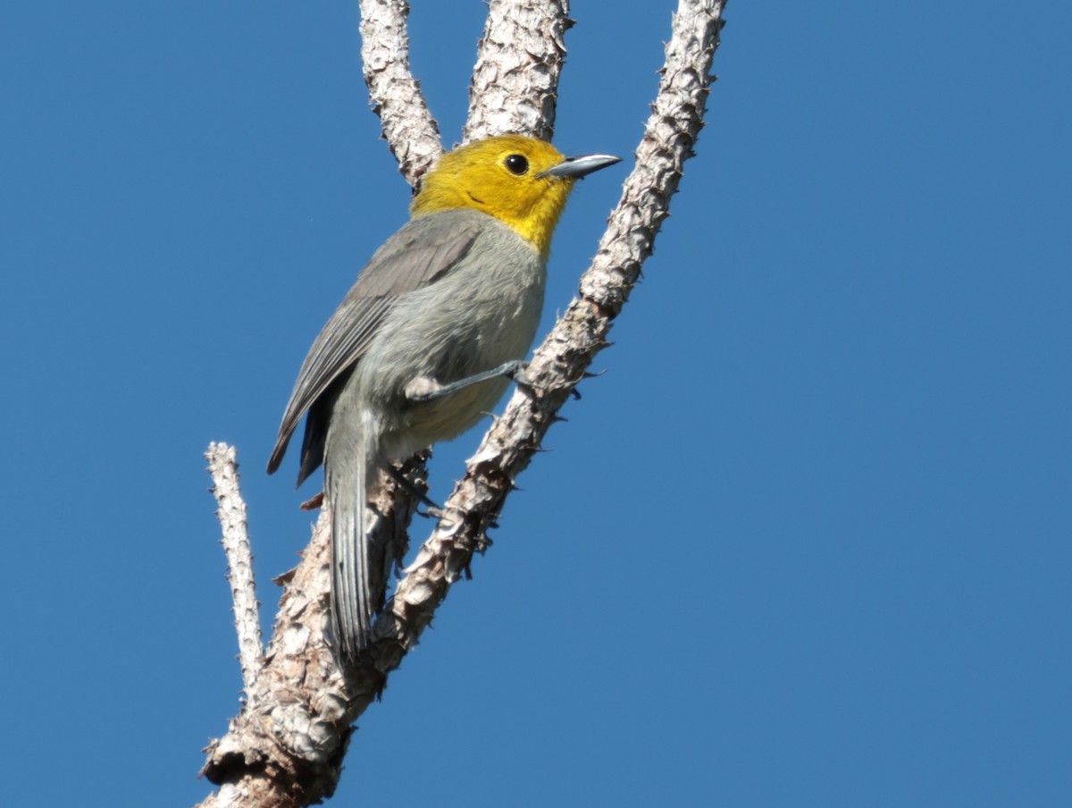 Yellow-headed Warbler - ML618382210