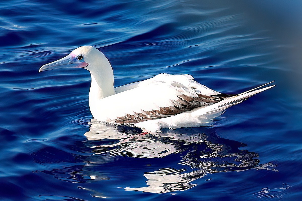 Red-footed Booby - ML618382245