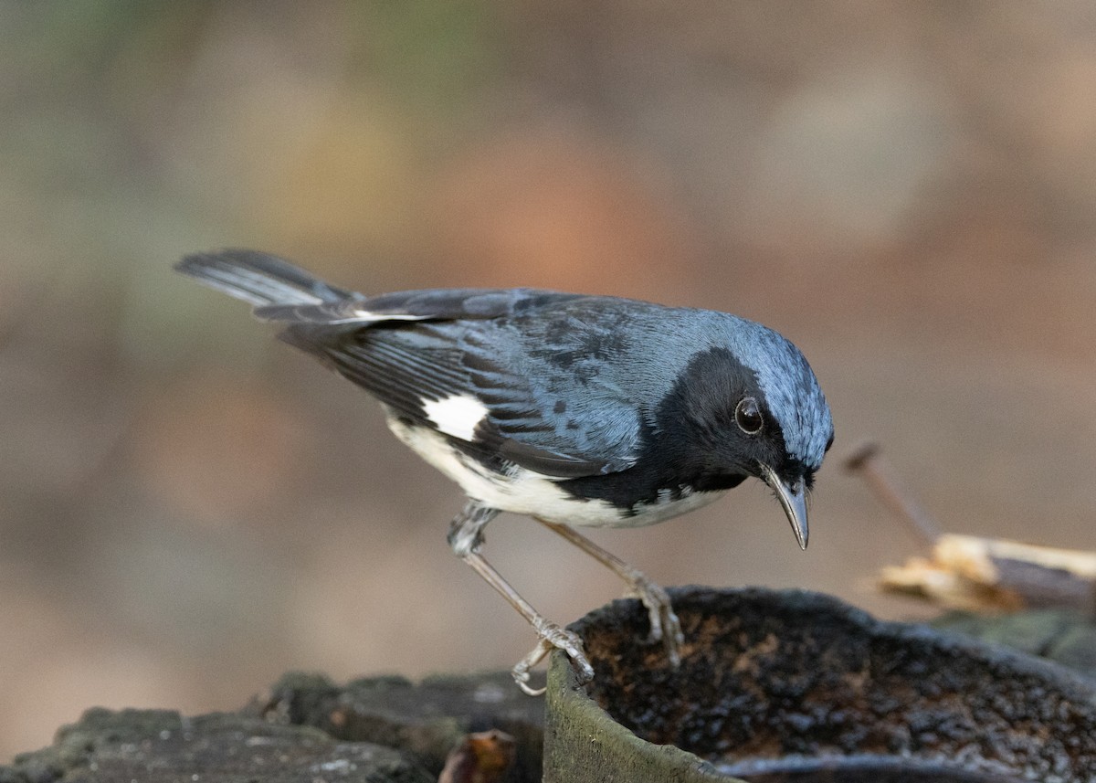 Black-throated Blue Warbler - ML618382257