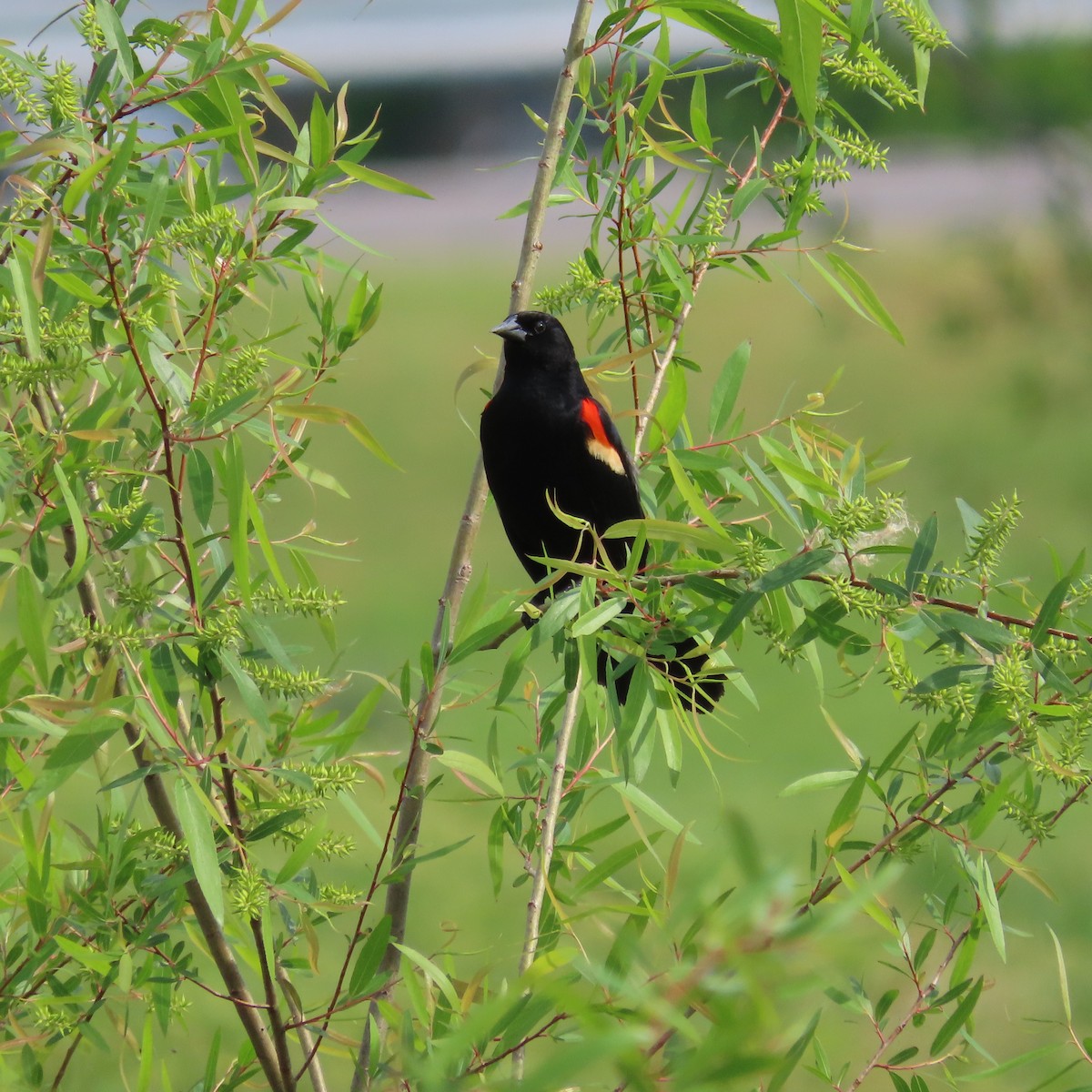 Red-winged Blackbird - Abra Welch