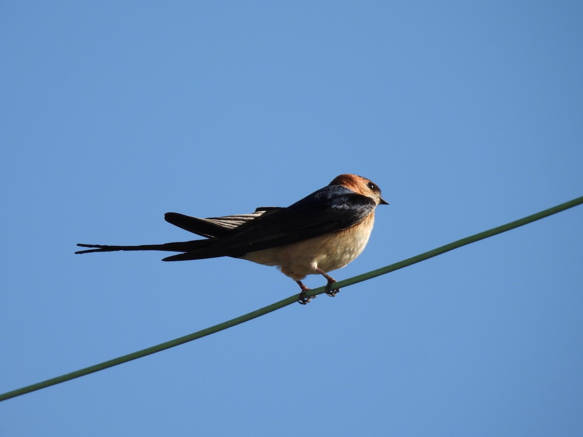Red-rumped Swallow - ML618382301