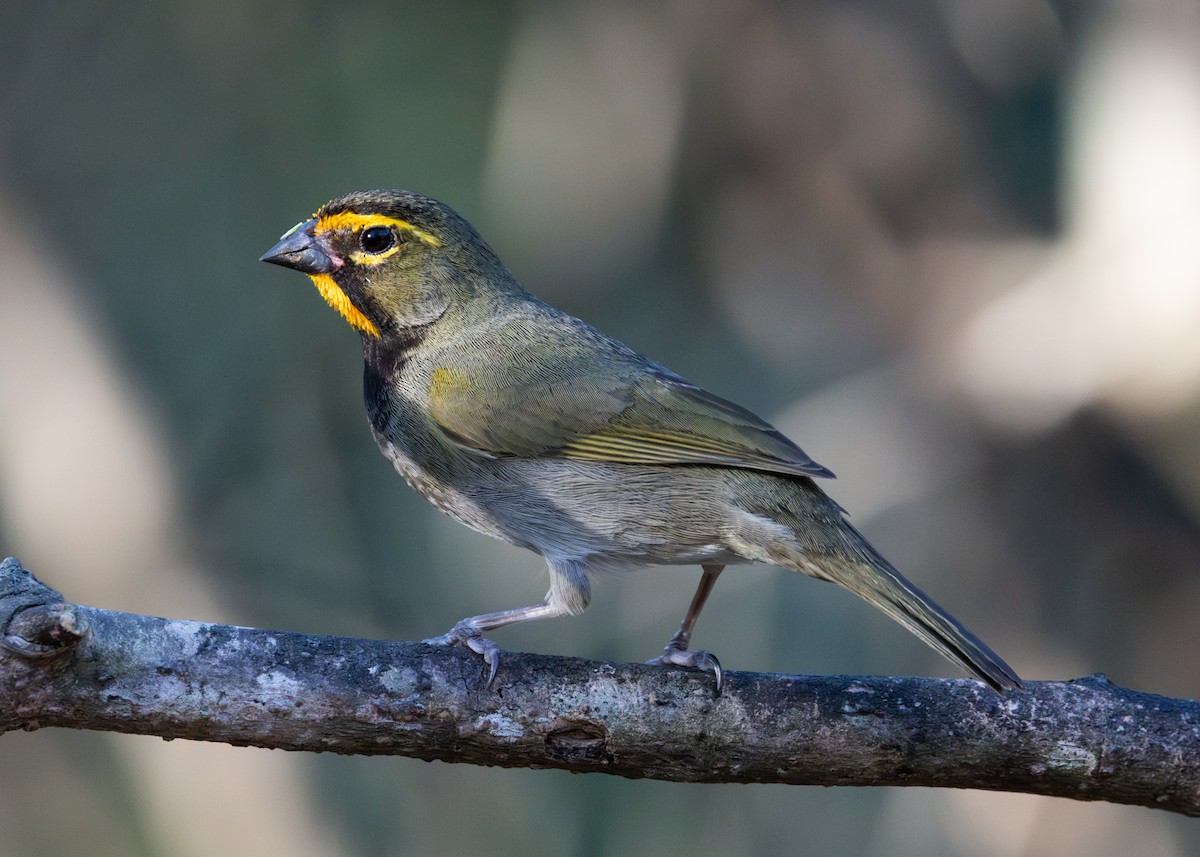 Yellow-faced Grassquit - Silvia Faustino Linhares