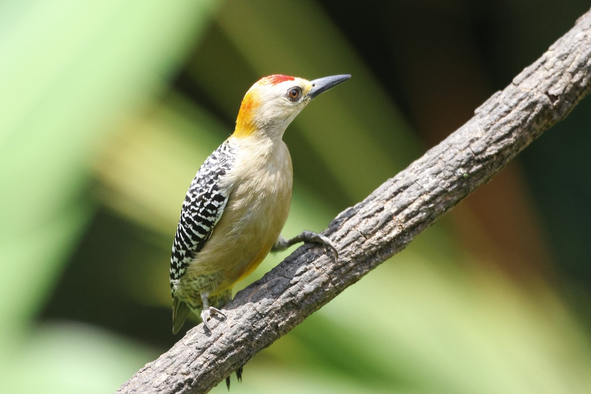 Hoffmann's Woodpecker - Gareth Bowes