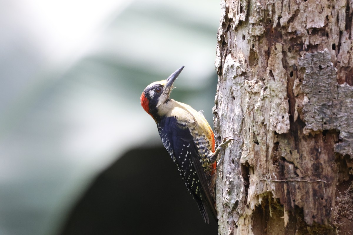 Black-cheeked Woodpecker - ML618382356