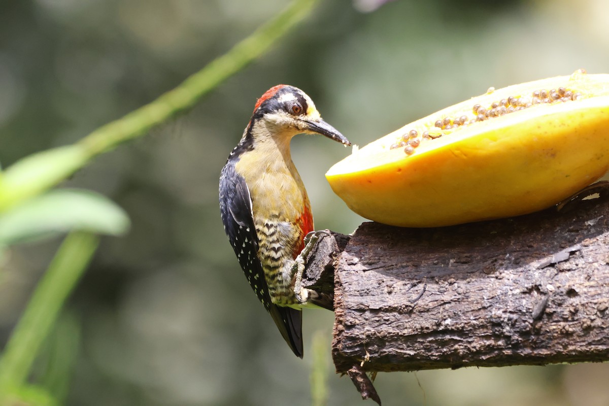 Black-cheeked Woodpecker - Gareth Bowes