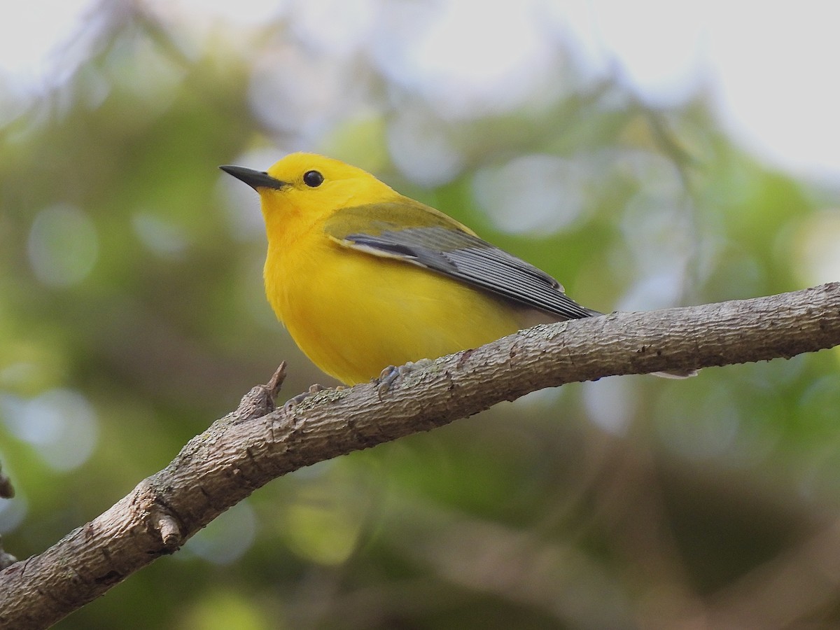 Prothonotary Warbler - ML618382402