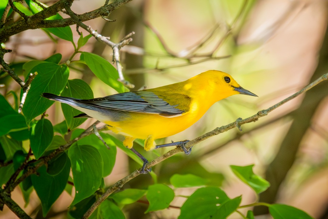 Prothonotary Warbler - Eric Dyck