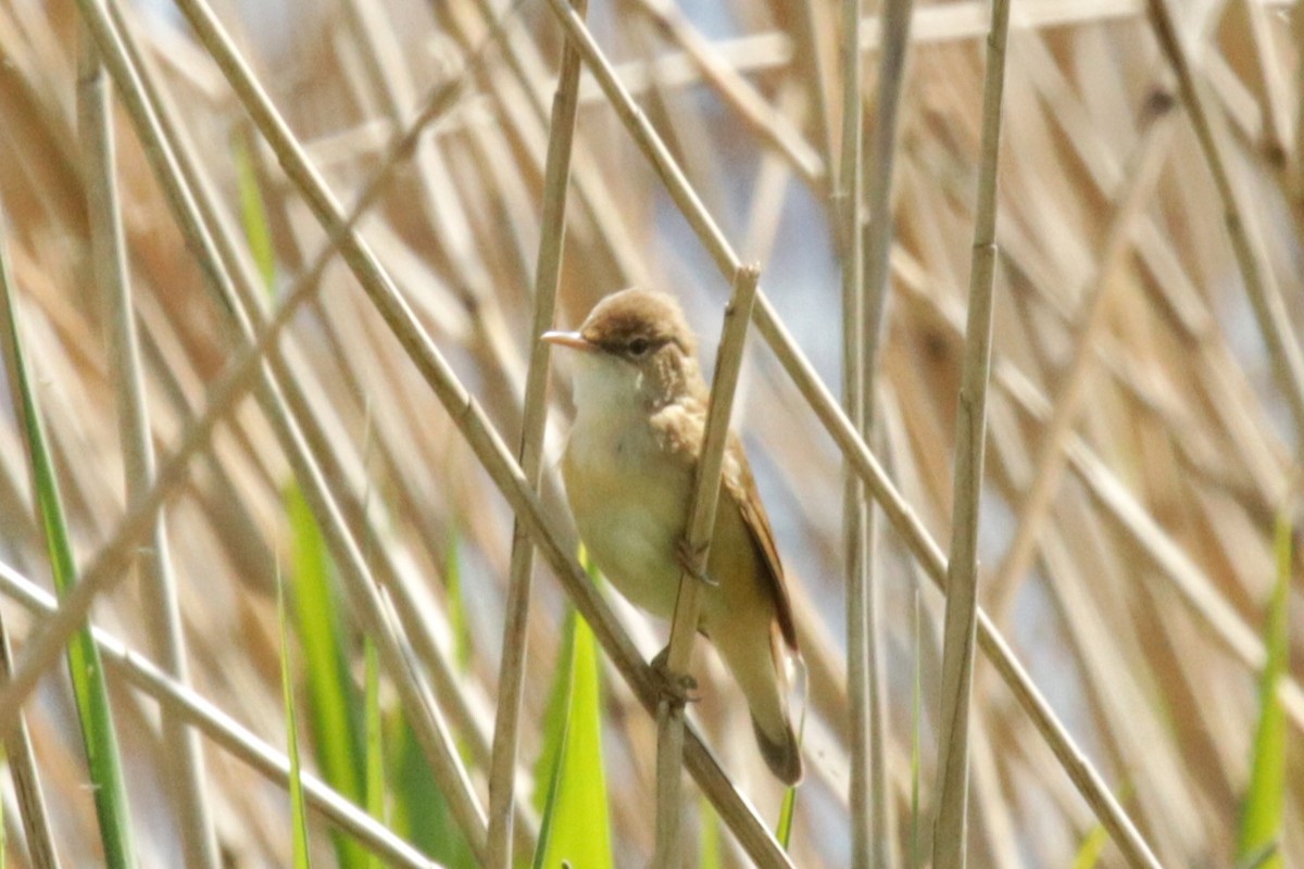 Common Reed Warbler - ML618382417