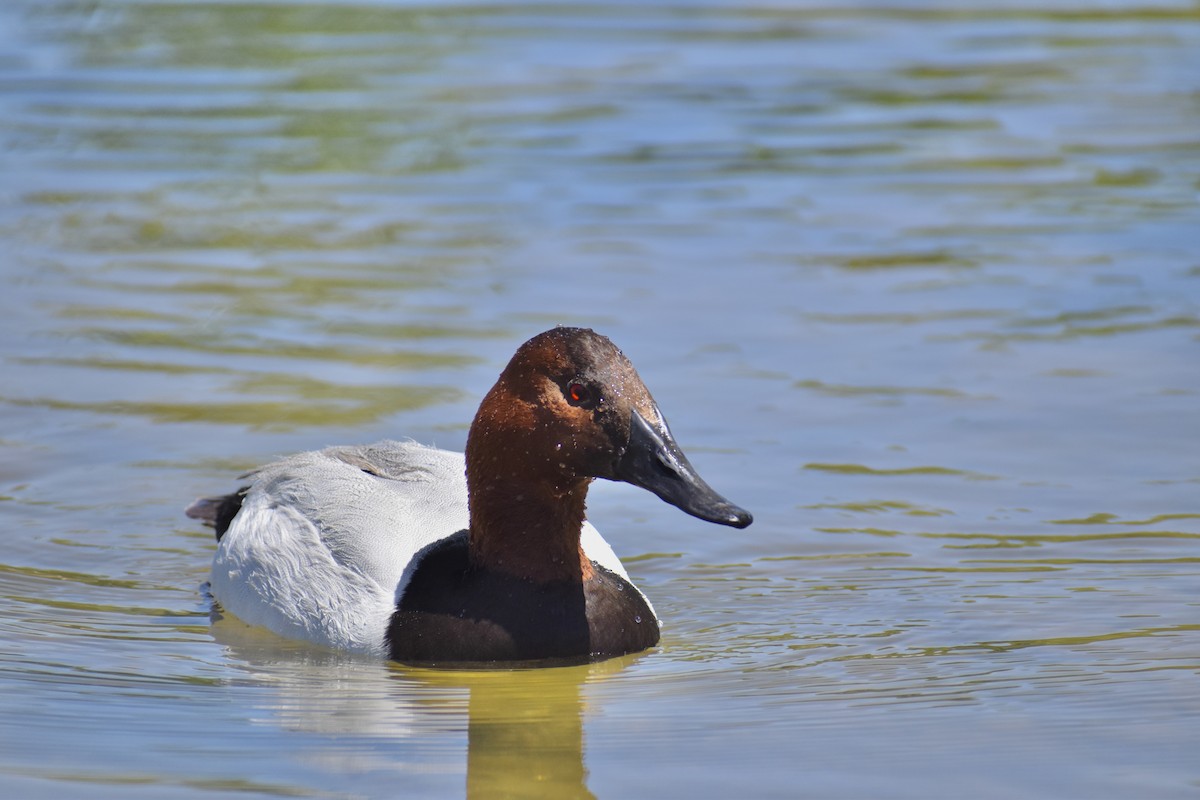 Canvasback - Heather Anderson