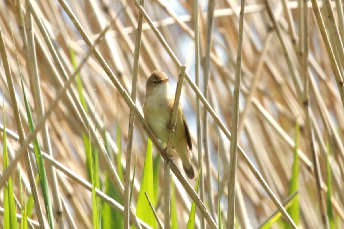Common Reed Warbler - ML618382443