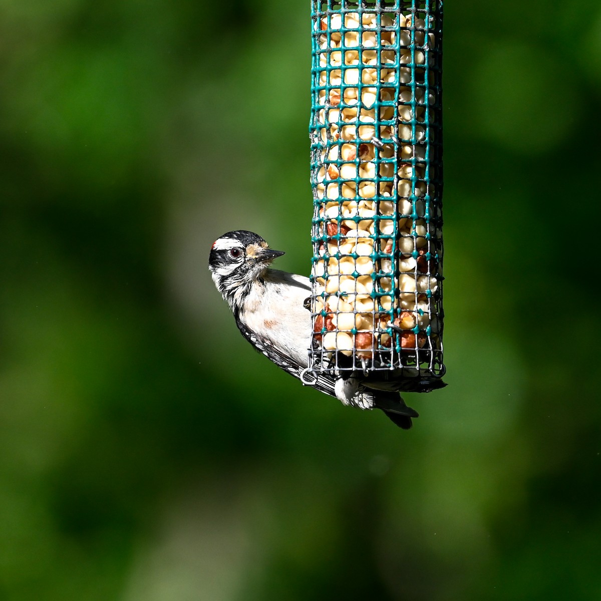 Downy Woodpecker (Eastern) - ML618382455