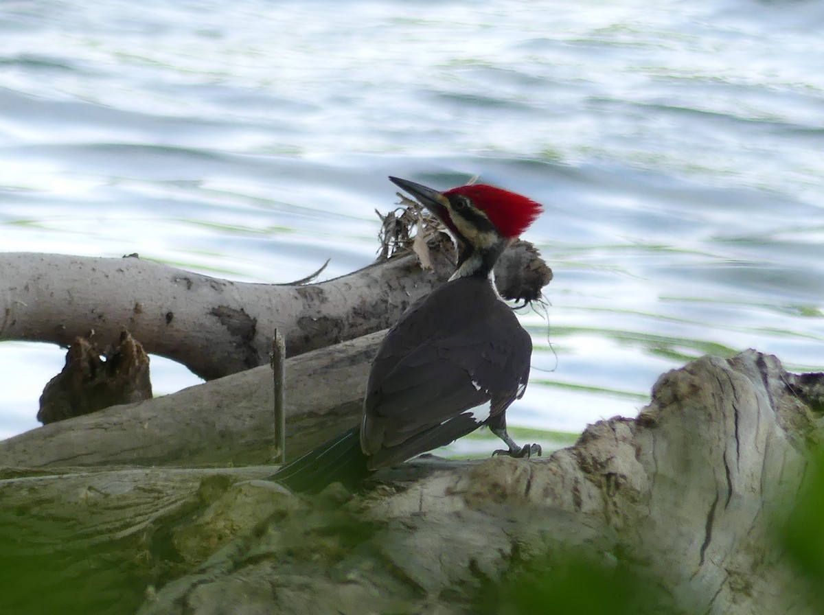 Pileated Woodpecker - Emily Huang