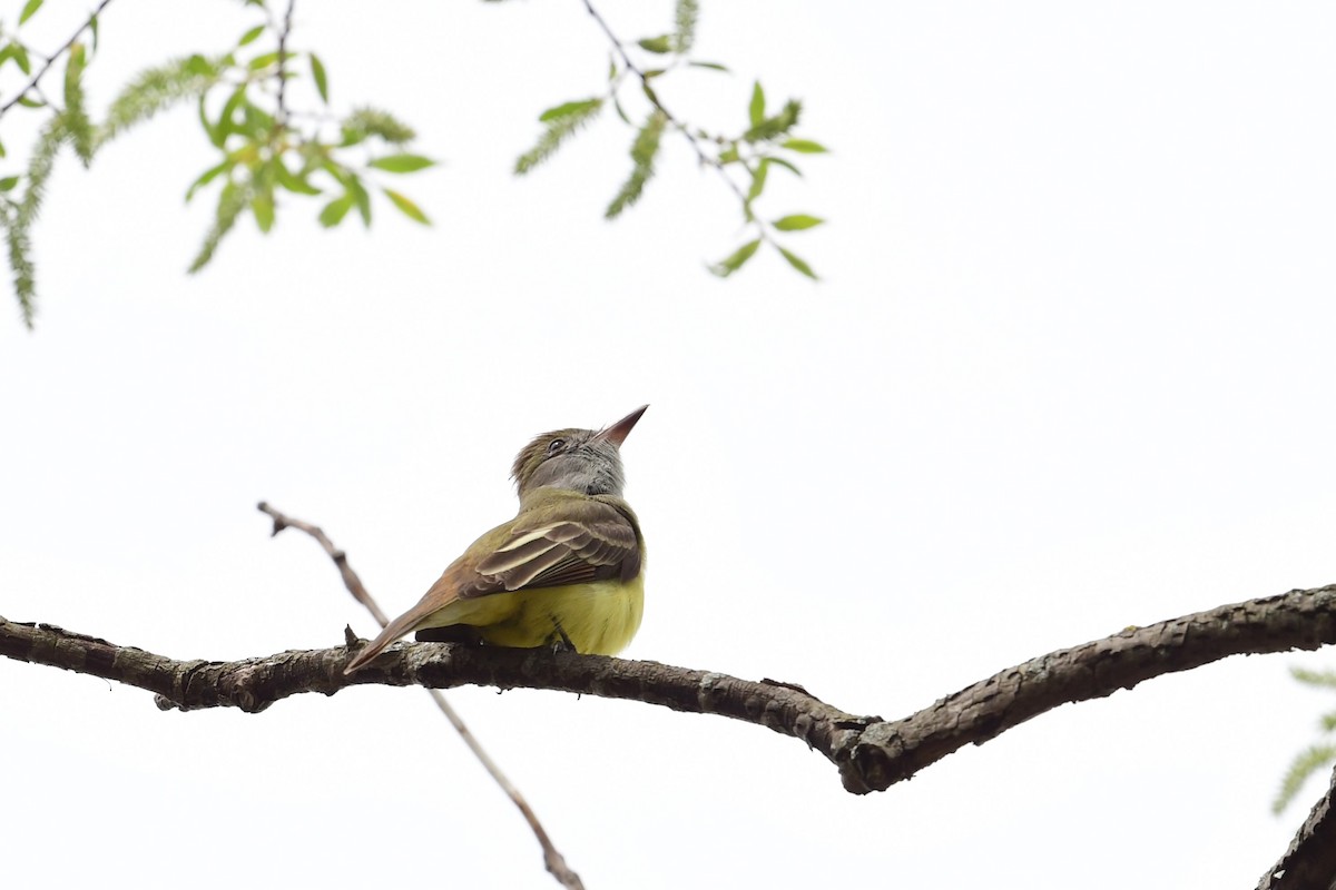 Great Crested Flycatcher - ML618382493