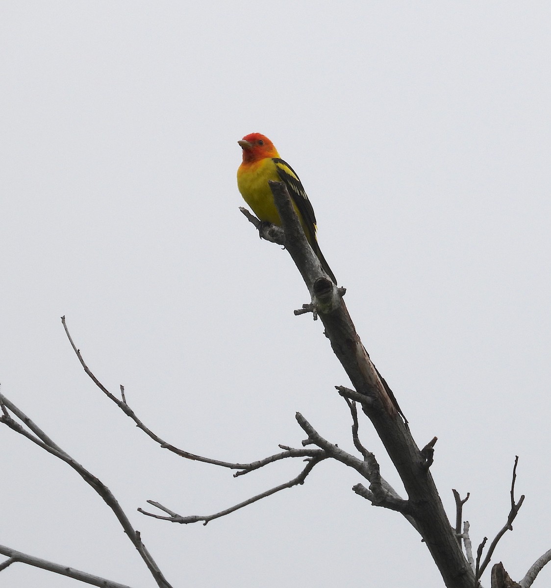 Western Tanager - ML618382507
