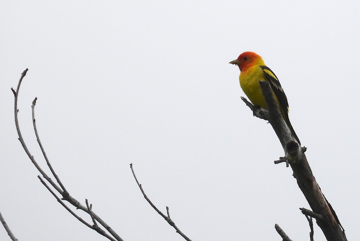 Western Tanager - ML618382508