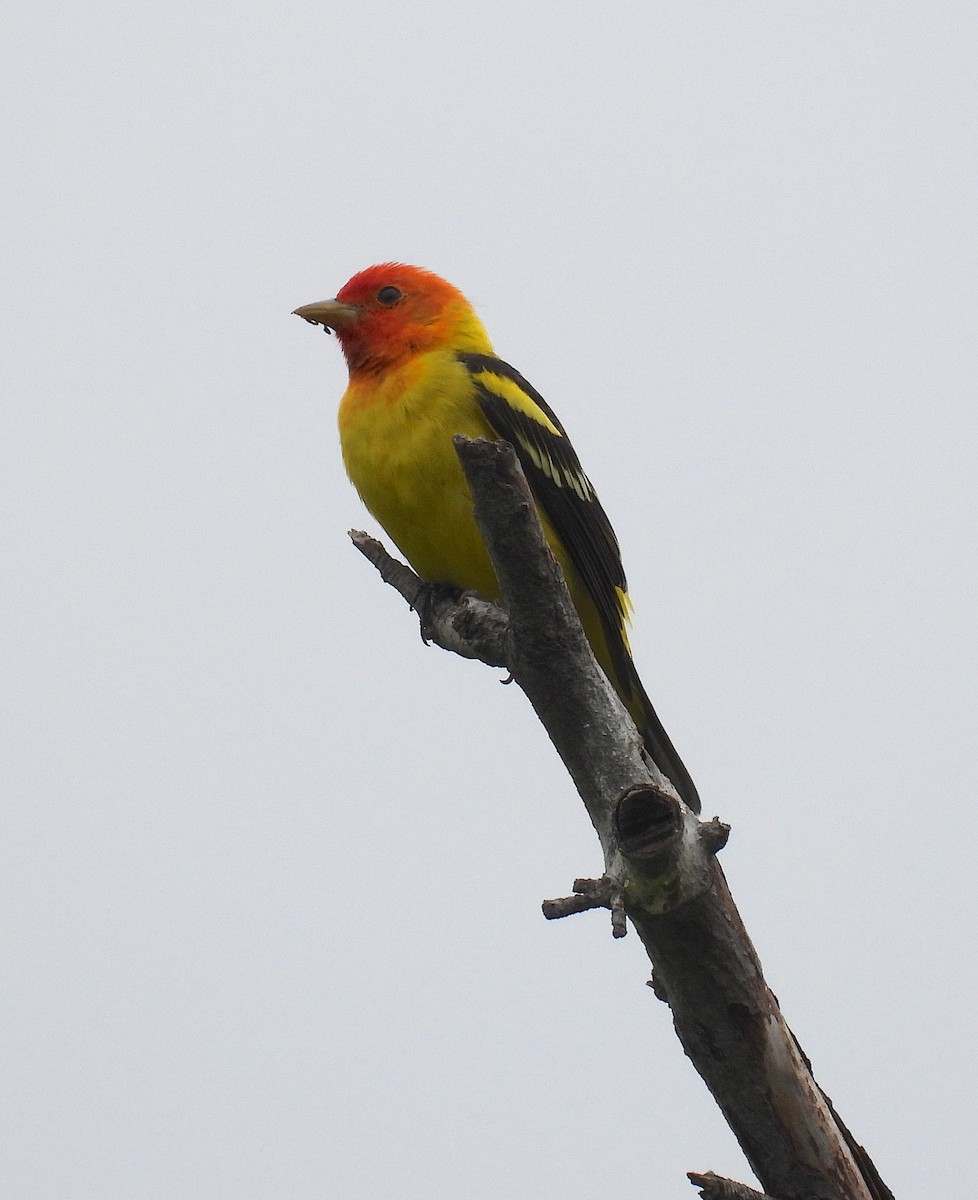 Western Tanager - ML618382509