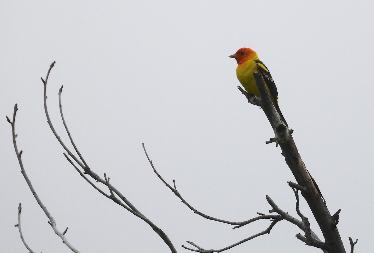Western Tanager - ML618382510