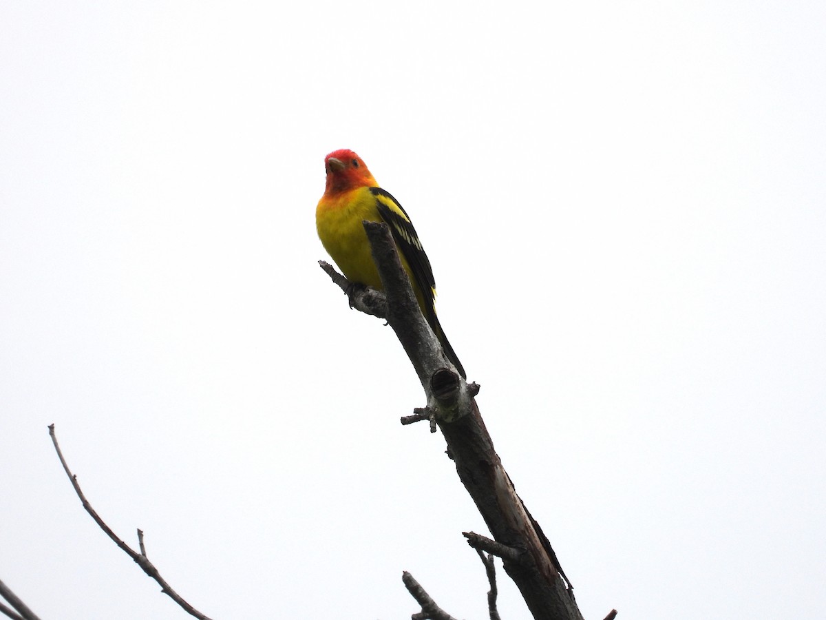 Western Tanager - ML618382512