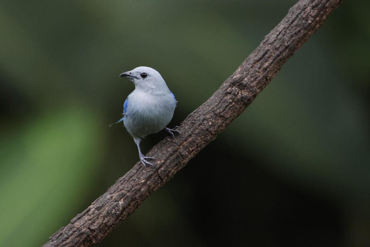 Blue-gray Tanager - ML618382515