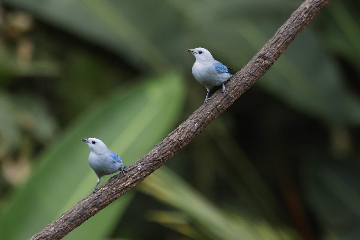 Blue-gray Tanager - ML618382516