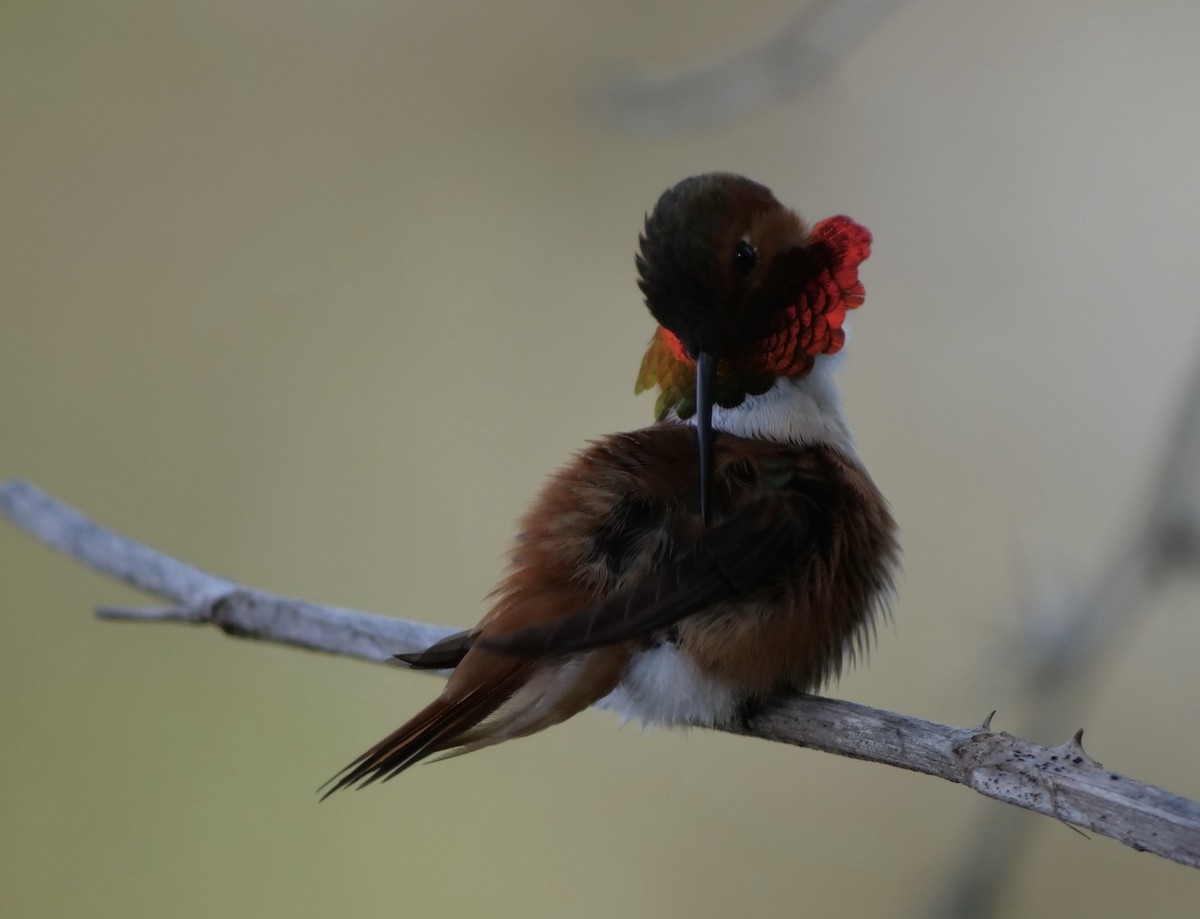 Rufous Hummingbird - ML618382523