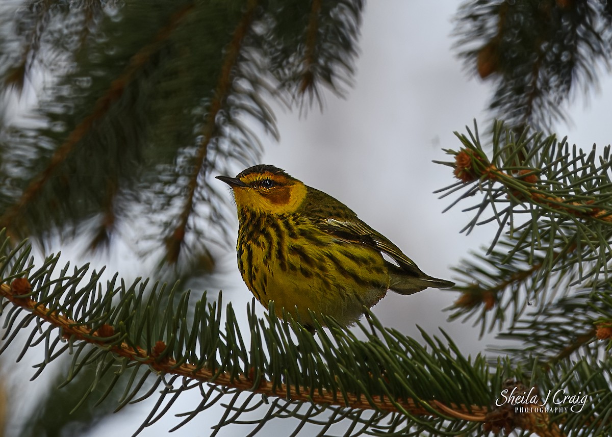 Cape May Warbler - ML618382546