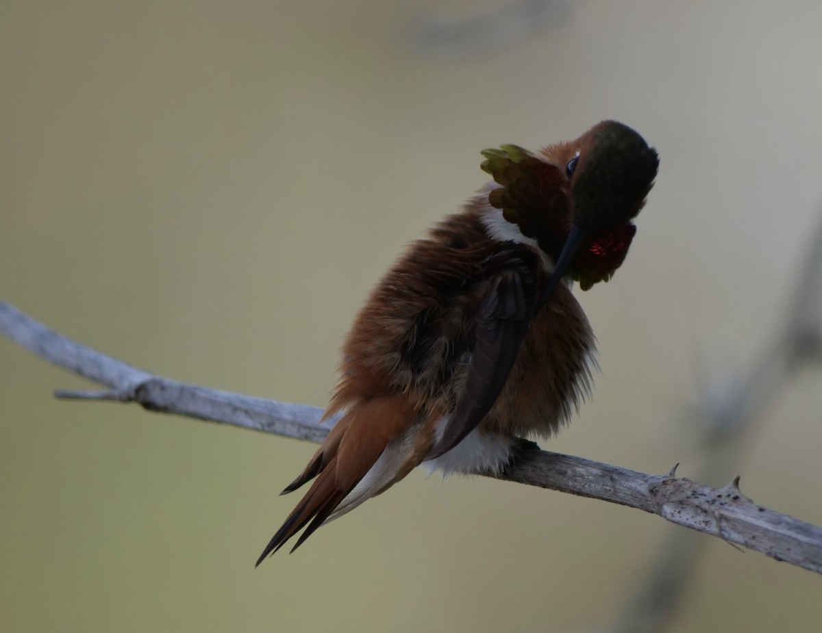 Rufous Hummingbird - ML618382560