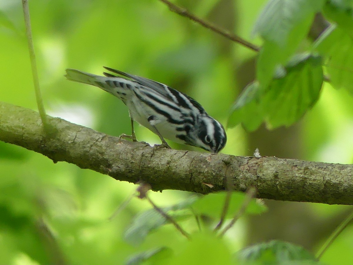 Black-and-white Warbler - ML618382572
