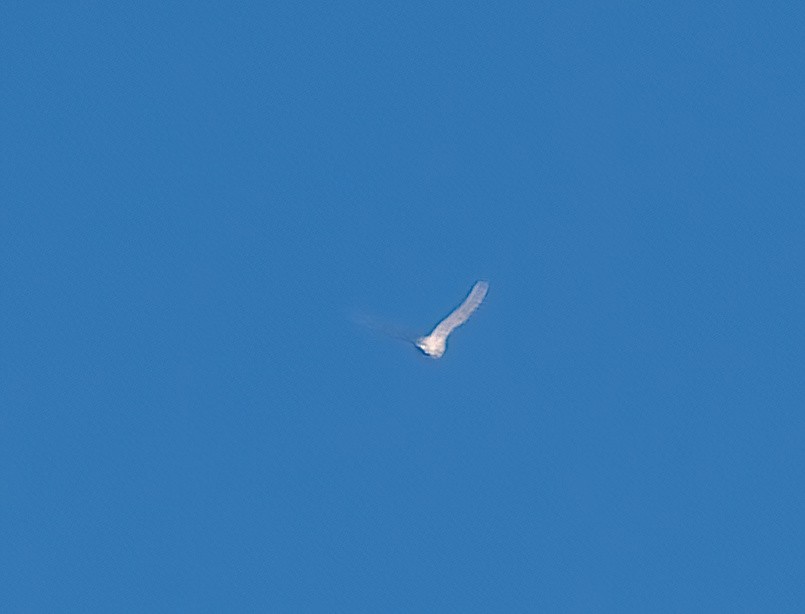 White Tern (Pacific) - ML618382577